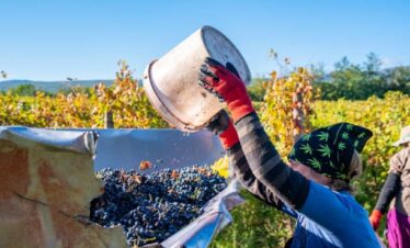 Kakheti Tour From Georgia