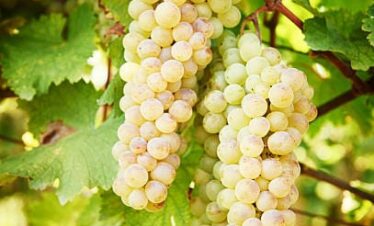 Kakheti Tour From Georgia